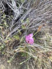 Calochortus splendens
