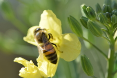 Apis mellifera