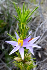 Calectasia