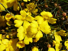 Hibbertia acerosa