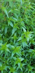 Anisacanthus quadrifidus wrightii