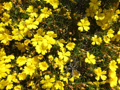 Hibbertia acerosa