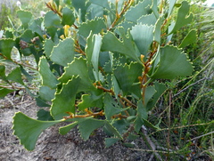 Hakea flabellifolia