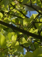 Phylloscopus sibilatrix