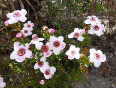 Thryptomene stenophylla