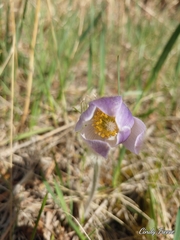 Pulsatilla nuttalliana