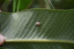Stenostylus colmeiroi