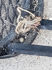 Latrodectus geometricus