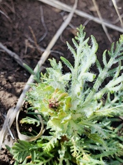 Matricaria discoidea