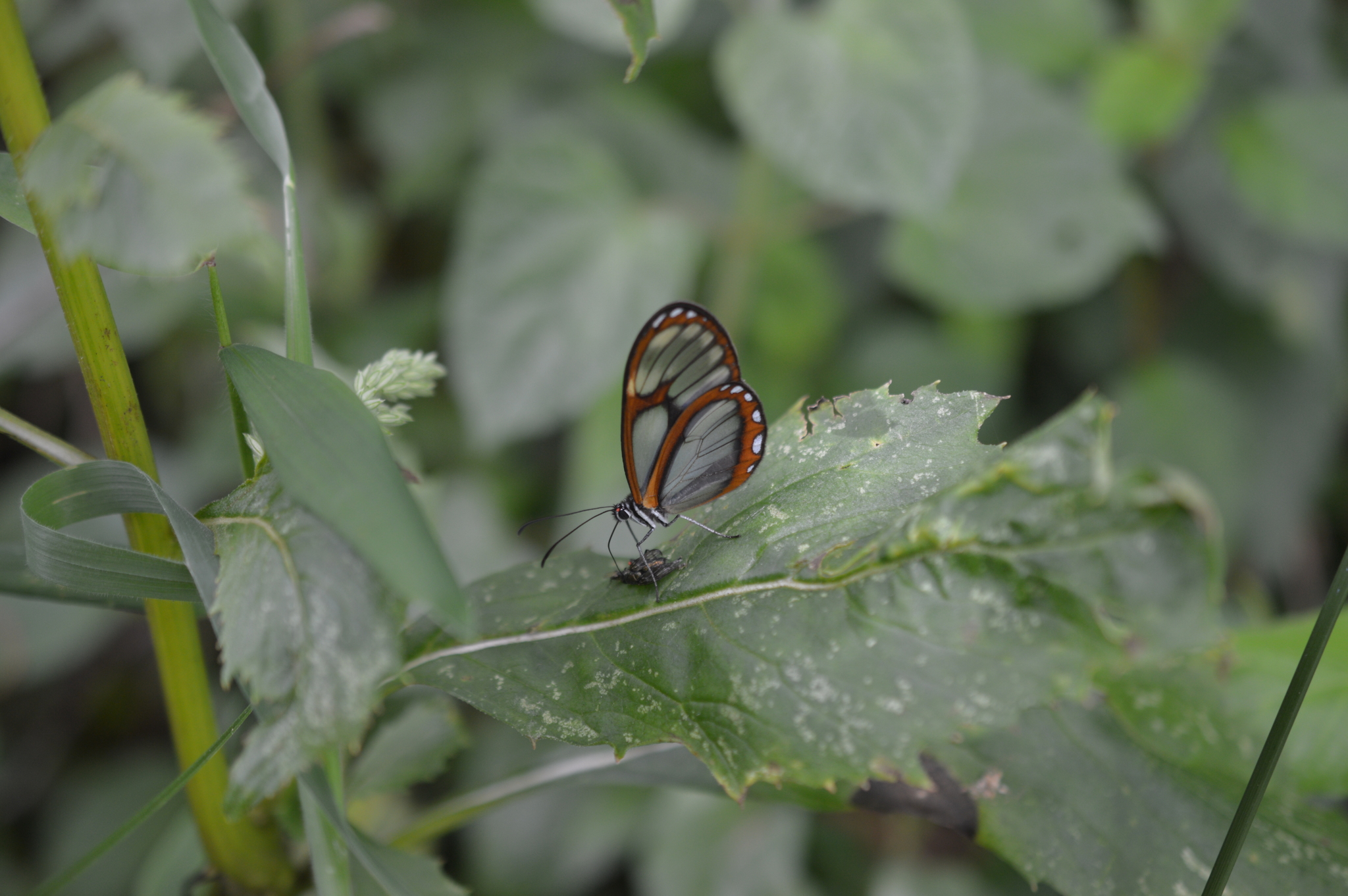 Pteronymia linzera alina image