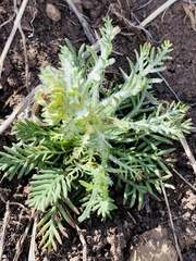 Matricaria discoidea