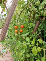 Solanum pimpinellifolium