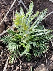 Matricaria discoidea