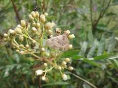 Hymenia