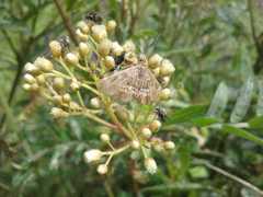Hymenia