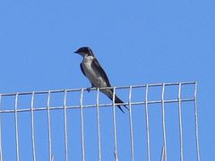 Hirundo dimidiata