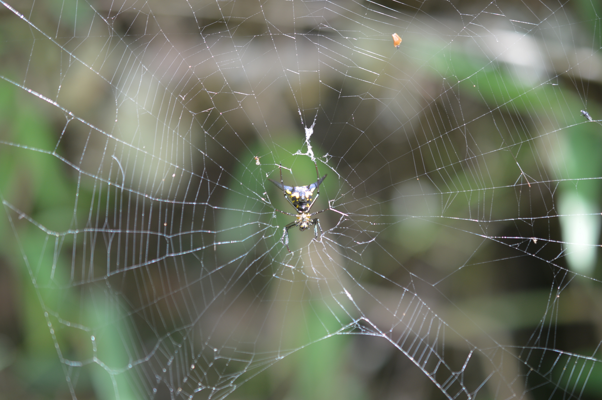 Micrathena raimondi image