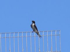 Hirundo dimidiata