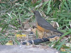 Turdus olivaceus olivaceus