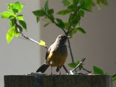 Turdus olivaceus olivaceus