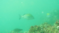 Haemulon scudderii
