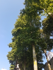 Pterygota brasiliensis