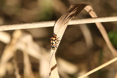 Eriopis serrai