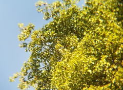 Pterygota brasiliensis