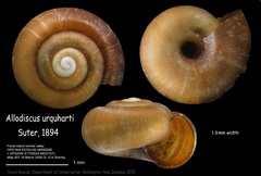 Allodiscus urquharti