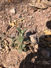 Tetramerium nervosum