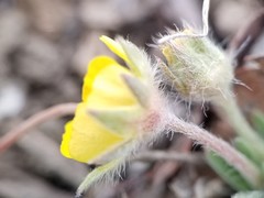 Potentilla macounii