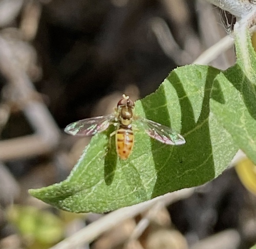 iNaturalist observation photo of Margined Calligrapher