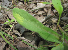 Peronospora conferta