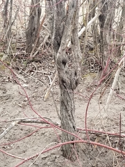 Cytospora chrysosperma