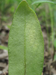 Peronospora conferta