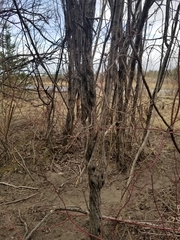 Cytospora chrysosperma