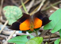 Marpesia furcula