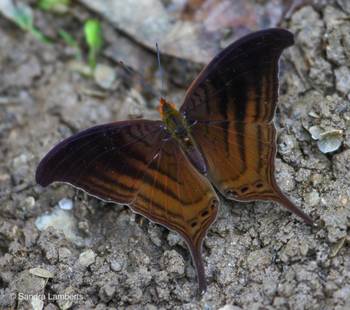 Marpesia themistocles