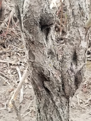 Cytospora chrysosperma