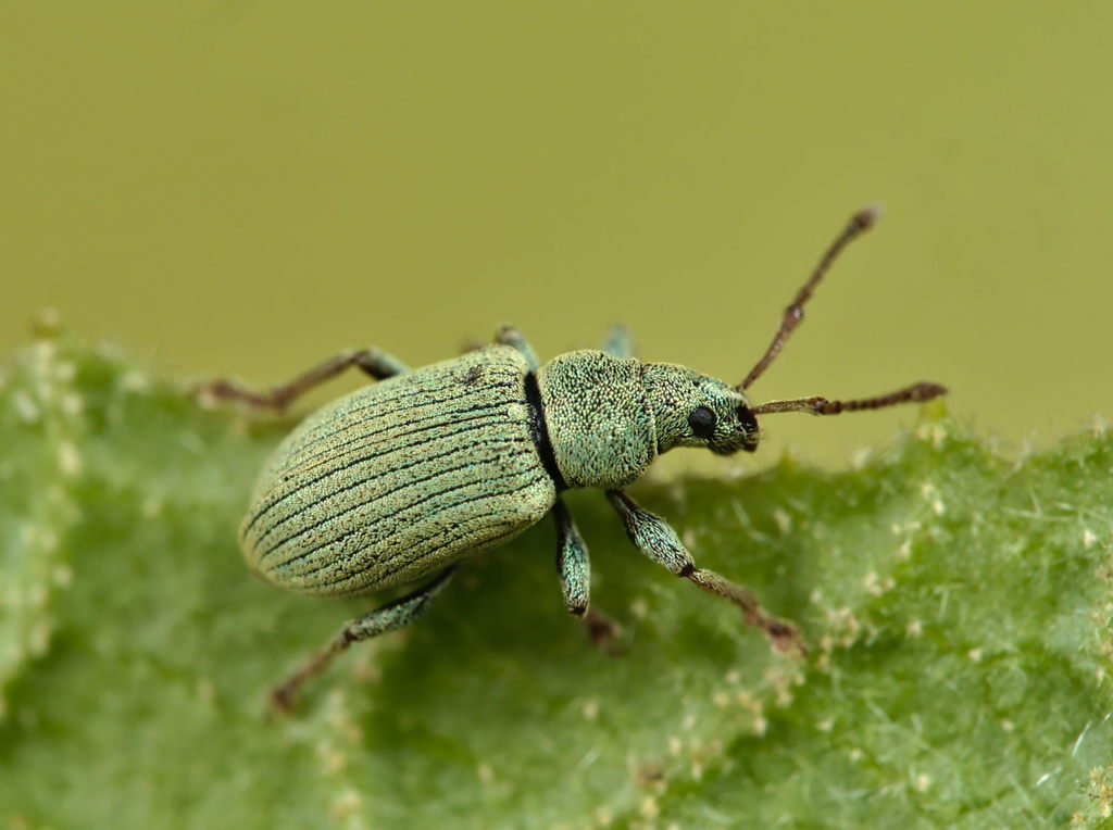 Small Green Nettle Weevil