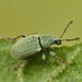 Small Green Nettle Weevil - Photo (c) Gilles San Martin, some rights reserved (CC BY-SA), uploaded by Gilles San Martin