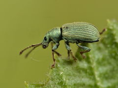 Phyllobius roboretanus