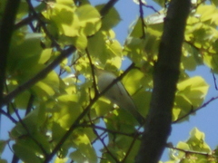 Phylloscopus sibilatrix