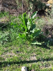 Rumex