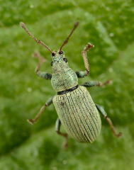 Phyllobius roboretanus