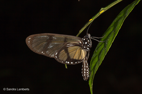 Methona curvifascia