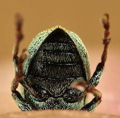 Phyllobius roboretanus