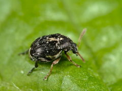 Bruchus luteicornis