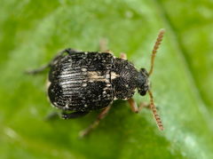 Bruchus luteicornis