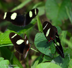 Heliconius wallacei